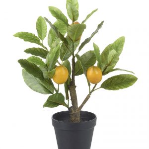 Lemon Tree