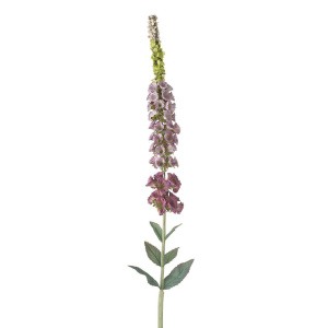 Foxglove Stem - Lilac