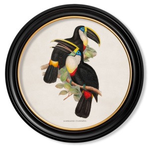 Yellow Ridged Toucans in Round Frame - 44cm