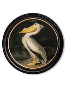 Audubon's American White Pelican in Round Frame - 70cm