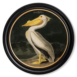 Audubon's American White Pelican in Round Frame - 70cm