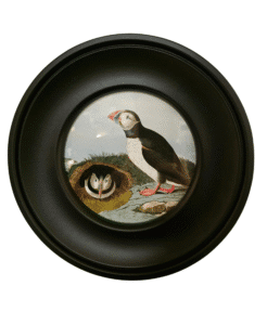 Puffin Print in Round Frame 25cm